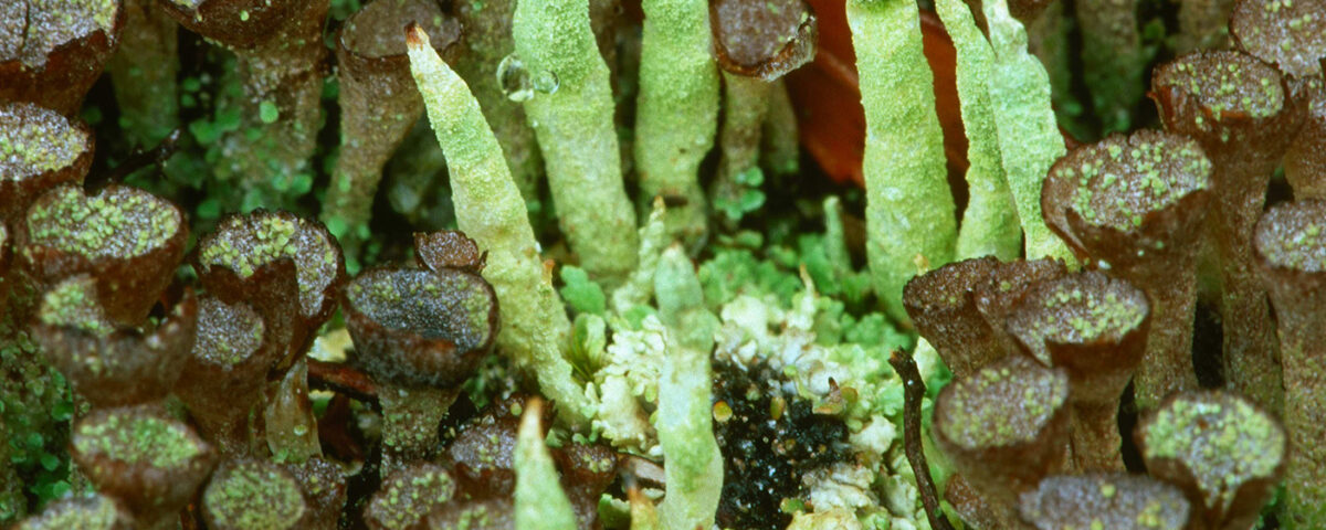 Otro tipo de liquen Cladonias, de color verde, en el hábitat de isla Navarino.