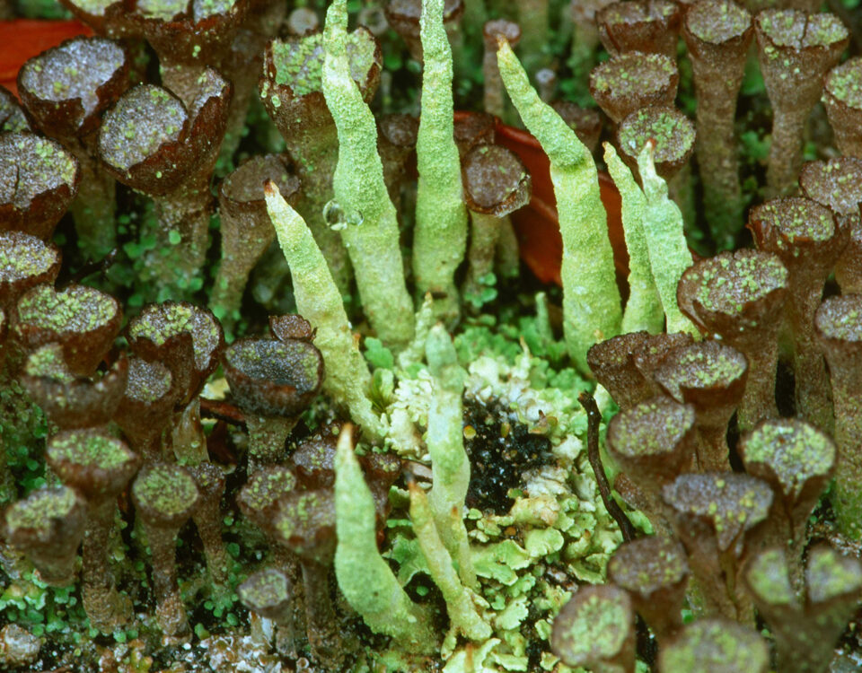 Otro tipo de liquen Cladonias, de color verde, en el hábitat de isla Navarino.
