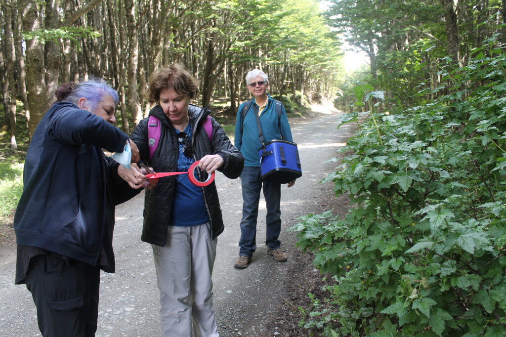 Guillermo Schmeda y Cristina Theoduloz, ambos de la Universidad de Talca e investigadores asociados al Centro Internacional Cabo de Hornos, junto a la bióloga del CHIC, Paula Caballero, marcaron arbustos con zarzaparrilla en la ecorregión subantártica. Uno de estos trabajos fue en la Reserva Forestal de Magallanes.